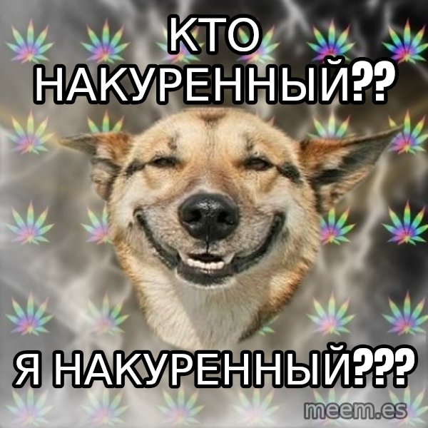Stoner Dog meme: кто накуренный?? / я накуренный???
