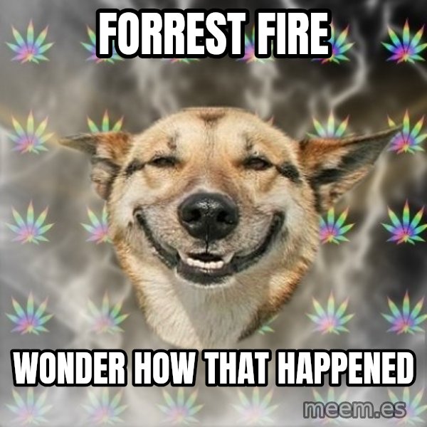 Stoner Dog meme: forrest fire / wonder how that happened
