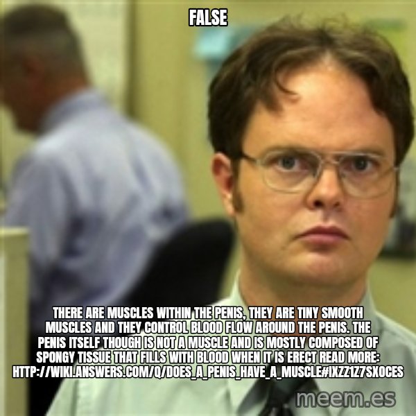 Dwight Meme meme: False / There are muscles within the penis, they are TINY smooth muscles and they control blood flow around the penis. The penis itself though is not a muscle and is mostly composed of spongy tissue that fills with blood when it is erect  Read more: http://wiki.answers.com/Q/Does_a_penis_have_a_muscle#ixzz1Z7sXoCes