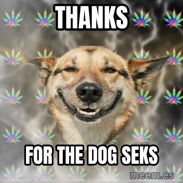 Stoner Dog meme: THANKS / FOR THE DOG SEKS