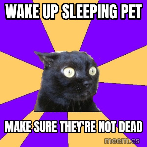 Anxiety Cat meme: wake up sleeping pet / make sure they're not dead