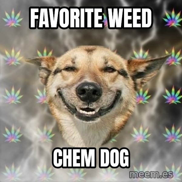 Stoner Dog meme: Favorite weed / chem dOg