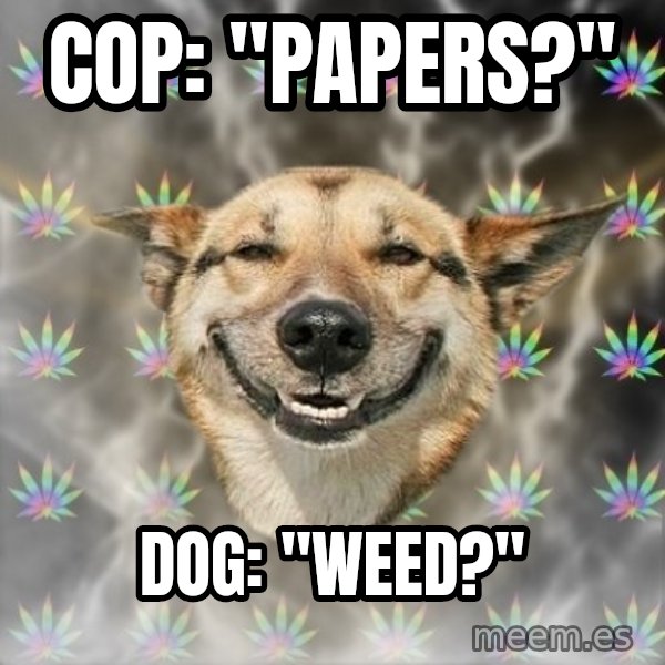 Stoner Dog meme: Cop: "Papers?" / DOG: "WEED?"