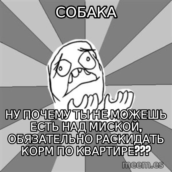 Whyyy??? meme: СОБАКА / НУ ПОЧЕМУ ТЫ НЕ МОЖЕШЬ ЕСТЬ НАД МИСКОЙ, ОБЯЗАТЕЛЬНО РАСКИДАТЬ КОРМ ПО КВАРТИРЕ???