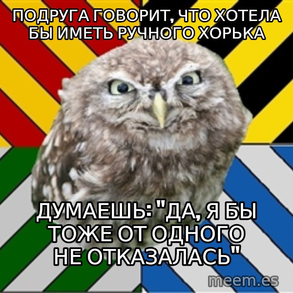 JEALOUS POTTEROMAN meme: ПОДРУГА ГОВОРИТ, ЧТО ХОТЕЛА БЫ ИМЕТЬ РУЧНОГО ХОРЬКА / думаешь: "да, я бы тоже от одного не отказалась"