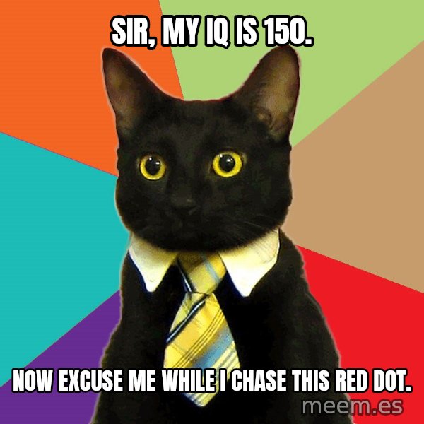 Business Cat meme: sir, my iq is 150. / now excuse me while i chase this red dot.