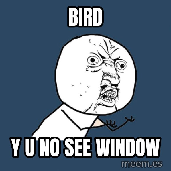 Y U No meme: bird / y u no see window