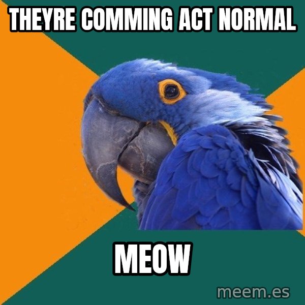 Paranoid Parrot meme: THEYRE COMmING ACT NORMAL / meow