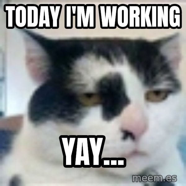 Serious Cat meme: today i'm working / yay...
