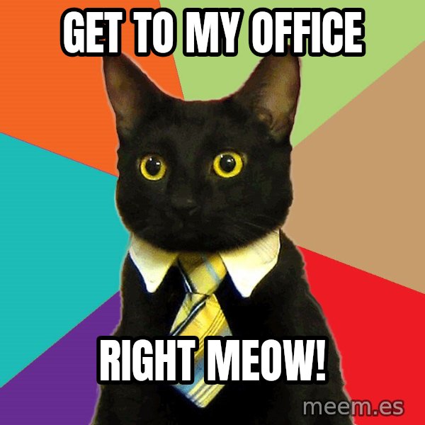 Business Cat meme: GET TO MY OFFICE / RIGHT MEOW!