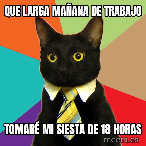 Business Cat meme: Que larga mañana de trabajo / Tomaré mi siesta de 18 horas