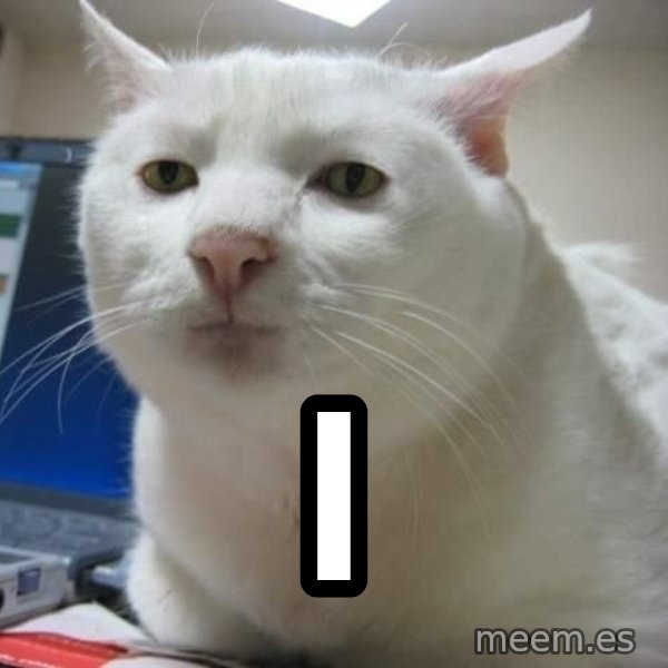 Serious Cat meme: i