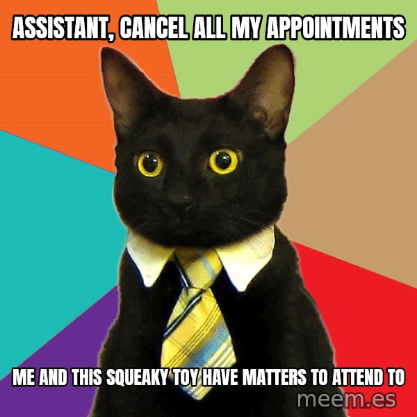 Business Cat meme: assistant, cancel all my appointments / me and this squeaky toy have matters to attend to