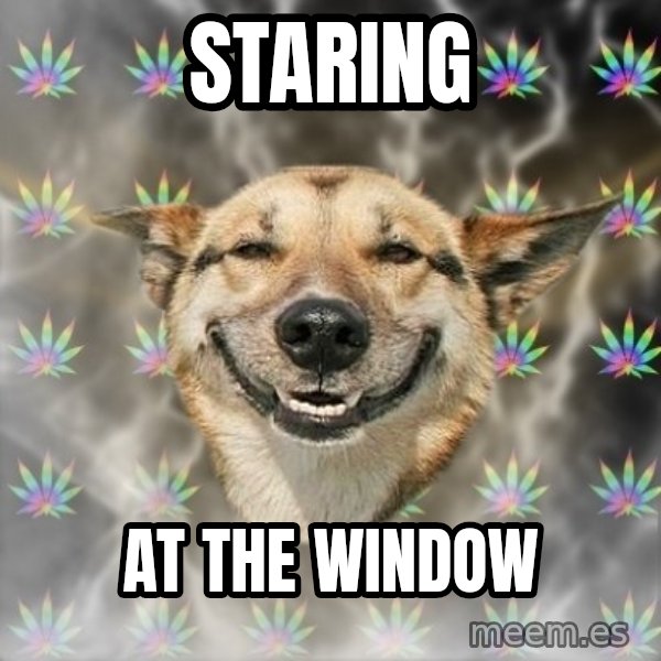 Stoner Dog meme: Staring / At the window