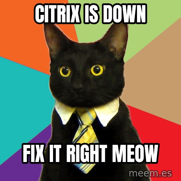 Business Cat meme: Citrix is down / fix it right meow