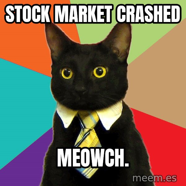 Business Cat meme: stock market crashed / meowch.