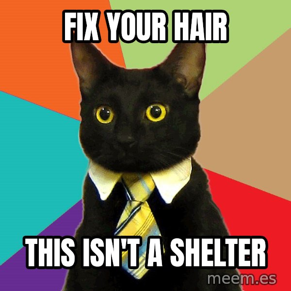 Business Cat meme: FIX YOUR HAIR / THIS ISN'T A SHELTER