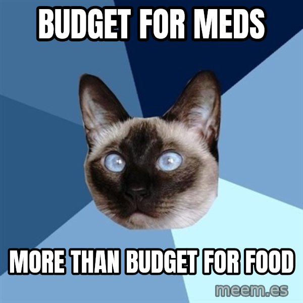 Chronic Illness Cat meme: Budget for Meds / More than Budget for Food