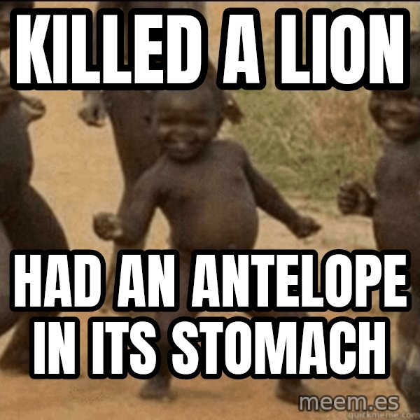 Third World Success meme: killed a lion / had an antelope in its stomach