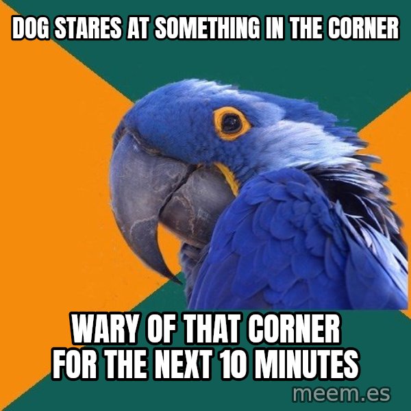 Paranoid Parrot meme: Dog stares at something in the corner / wary of that corner for the next 10 minutes