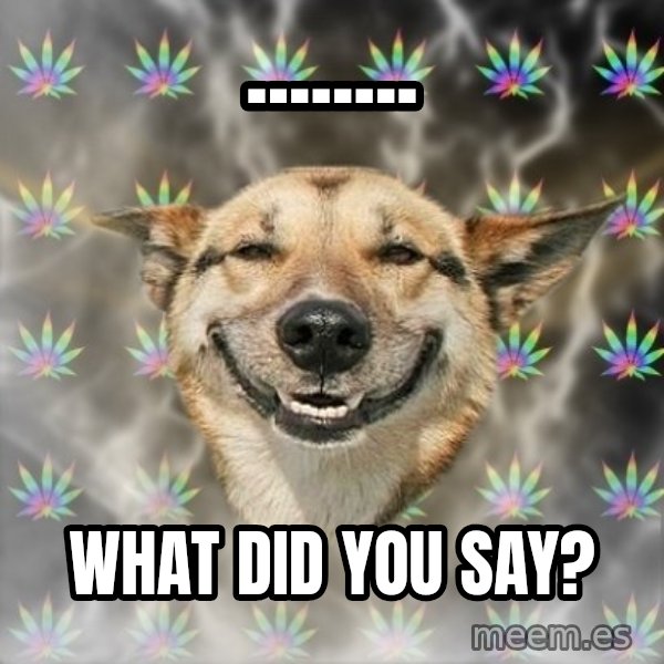 Stoner Dog meme: ........ / what did you say?