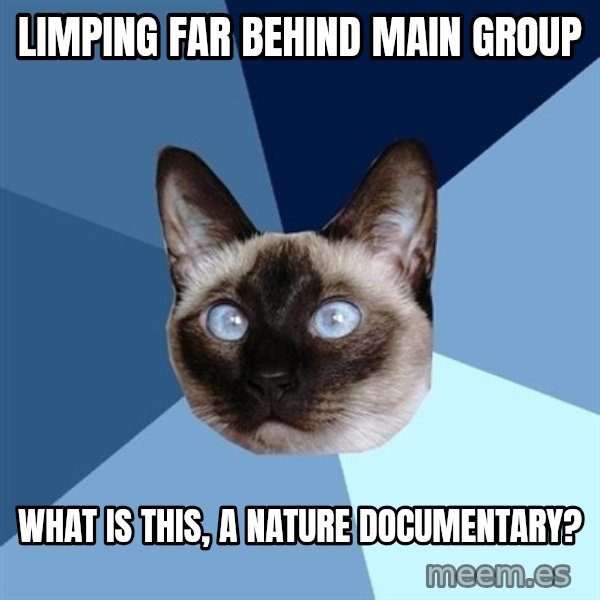 Chronic Illness Cat meme: Limping far behind main group / What is this, a nature documentary?