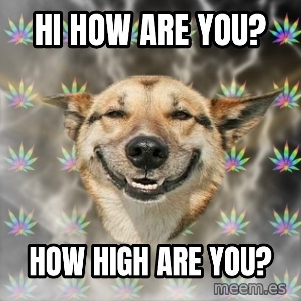 Stoner Dog meme: Hi how are you? / how high are you?