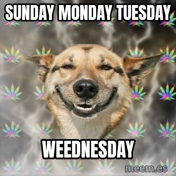 Stoner Dog meme: SUNDAY monday tuesday / weednesday