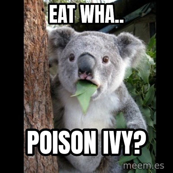 Koala can't believe it meme: eat WhA.. / POISON Ivy?