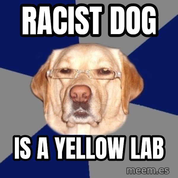 Racist Dog meme: racist dog / is a yellow lab