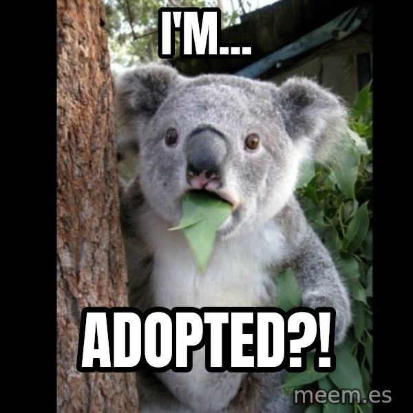 Koala can't believe it meme: i'm... / adopted?!