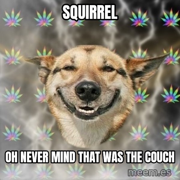 Stoner Dog meme: SQUIRREL / oh NEVER MIND that was the couch