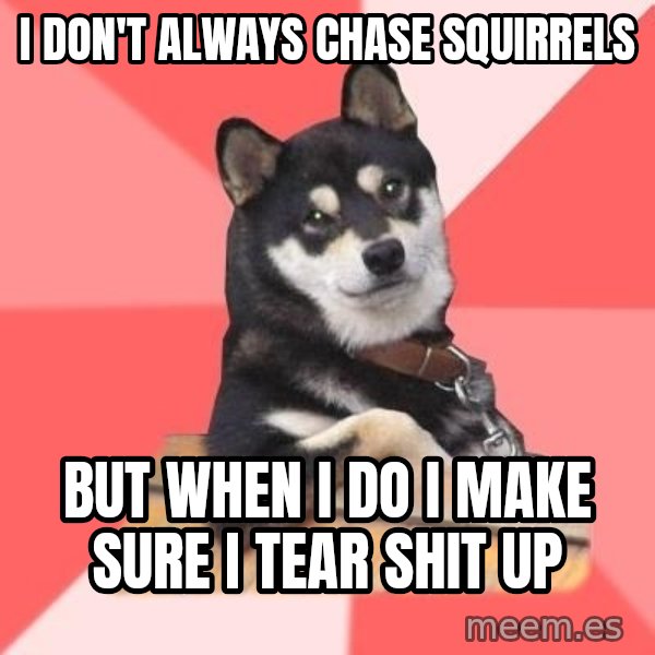 Cool Dog meme: i don't always chase squirrels / but when i do i make sure i tear shit up