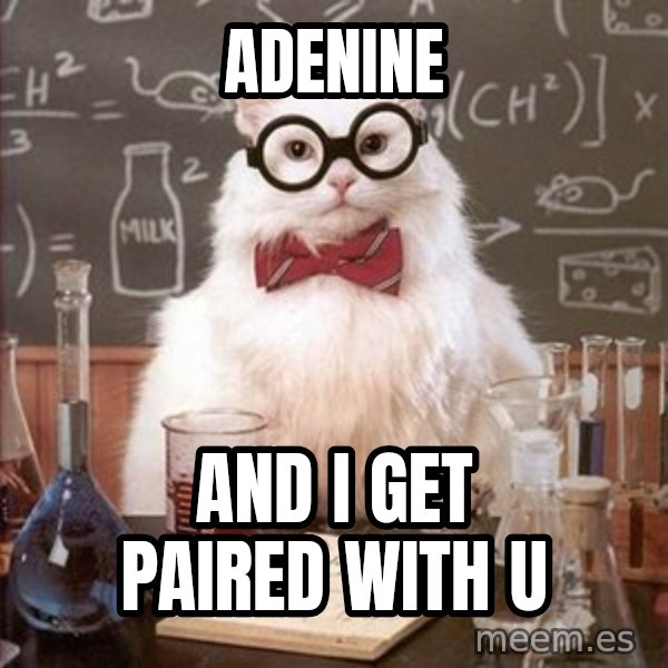 Chemistry Cat meme: Adenine / and i get paired with u