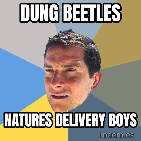 Bear Grylls meme: dung beetles / natures delivery boys