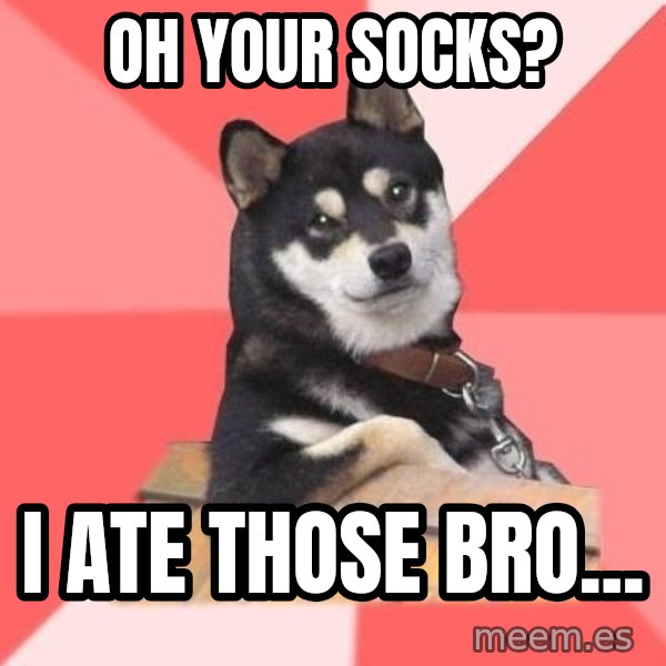 Cool Dog meme: oh your socks? / i ate those bro...