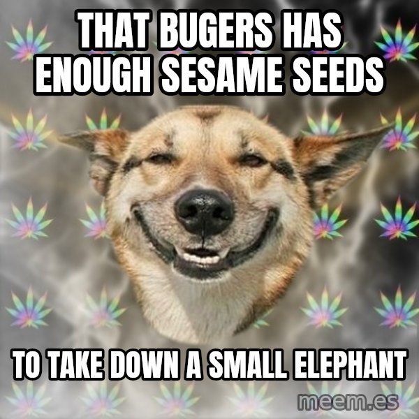 Stoner Dog meme: that bugers has enough sesame seeds / to take down a small elephant