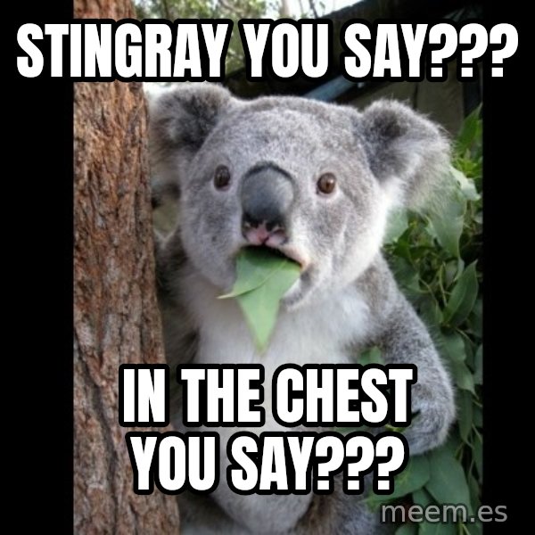 Koala can't believe it meme: stingray you say??? / in the chest you say???