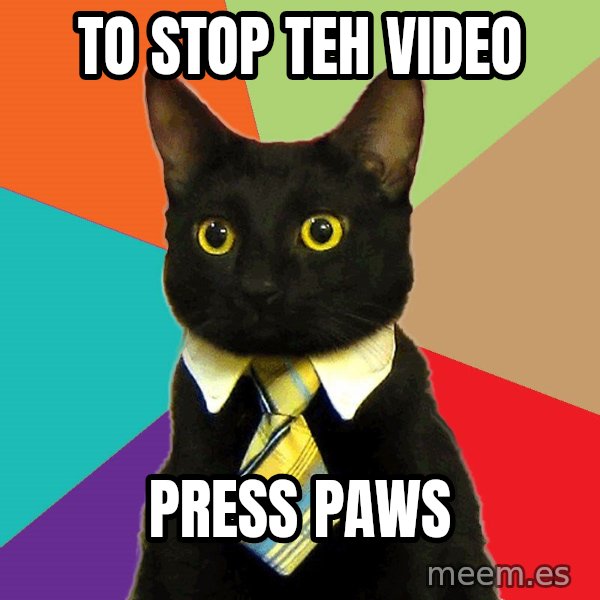 Business Cat meme: to stop teh video / press paws
