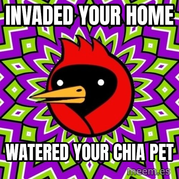 Omsk Crow meme: invaded your home / watered your chia pet