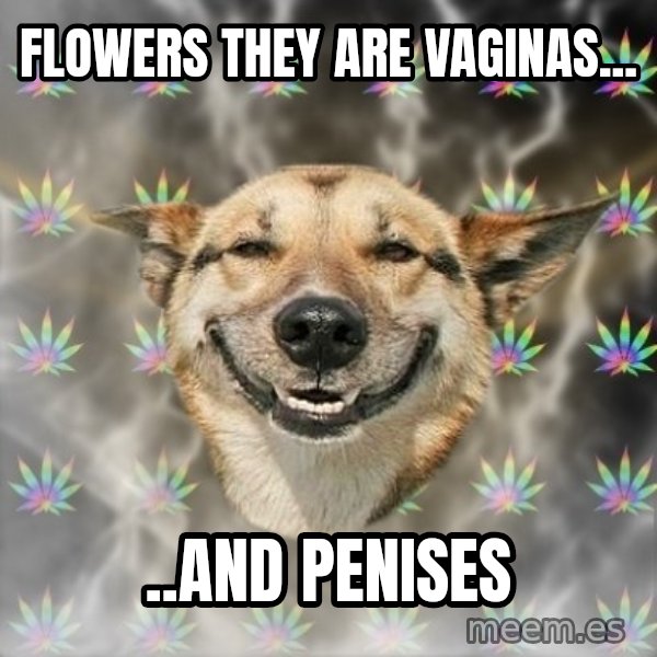 Stoner Dog meme: flowers they are vaginas... / ..and penises