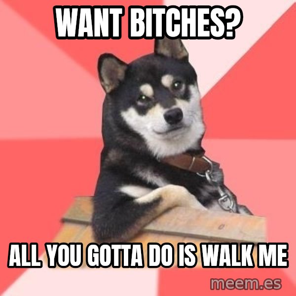 Cool Dog meme: Want bitches? / All you gotta do is walk me