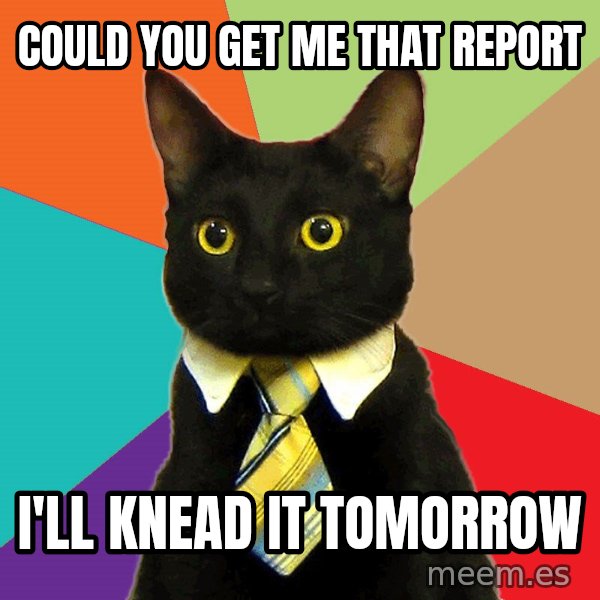 Business Cat meme: could you get me that report / I'll knead it tomorrow