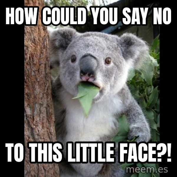 Koala can't believe it meme: How could you say no / to this little face?!