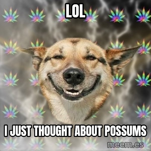 Stoner Dog meme: LOl / I JUST THOUGHT ABOUT POSSUMS