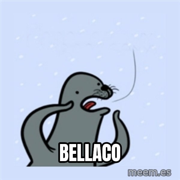 gay seal meme: bellaco