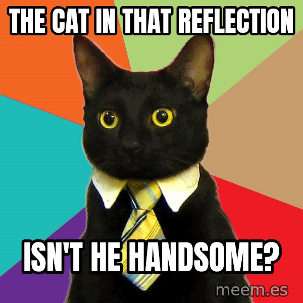 Business Cat meme: The cat in that reflection / isn't he handsome?