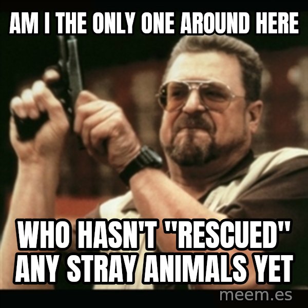 am i the only one around here meme: Am i the only one around here / who hasn't "rescued" any stray animals yet