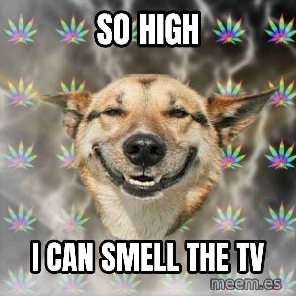 Stoner Dog meme: So HIGh / I can smell the TV