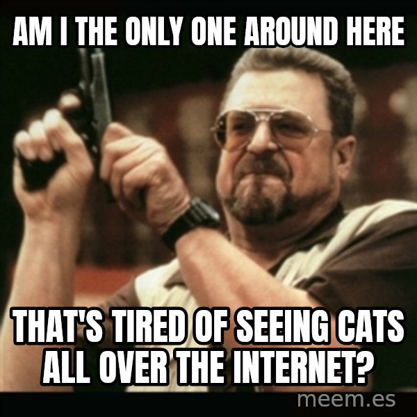 am i the only one around here meme: AM I THE ONLY ONE AROUND HERE / that's tired of seeing cats all over the internet?